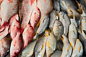 Fresh fish on display at a market in El Salvador