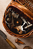 Various freshly picked mushrooms in a wicker basket