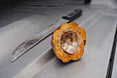 Cacao fruit and knife on metal surface, Costa Rica