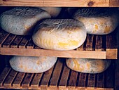 Traditional Mahon Menorca cheeses on wooden shelves