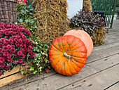 Vibrant pumpkins and flowers in autumn harvest display