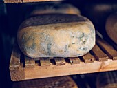 Traditional Mahon Menorca cheese on wooden shelves in a rack
