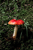 Vivid red mushroom in a lush forest