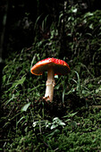 Vibrant red mushroom growing among lush greenery