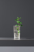 Refreshing peppermint springs in a glass of water