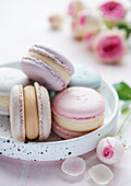 Beautiful colourful delicious macaroons on a pink tiled background