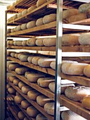 Ripening Mahon cheese wheels on wooden shelves in the warehouse