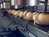 Fresh Mahon Menorca cheese hanging in a production facility