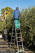 Harvesting olives on a small family farm in Spain
