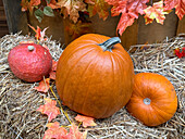 Kürbisse und Herbstblätter schmücken das Heu für Halloween