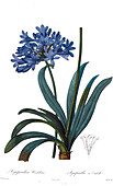 African lily (Agapanthus umbellatus), illustration