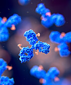Antibody drug conjugate, illustration