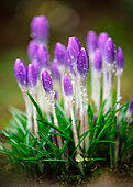 Lila Elfen-Krokus (Crocus tommasinianus) mit Wassertropfen im Blumenbeet