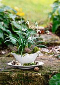 Schneeglöckchen (Galanthus nivalis) in weißer Porzellan-Sauciere