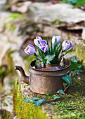 Kleiner Strauß aus Frühlings-Krokus (Crocus vernus) 'Pickwick' in altem Wasserkessel