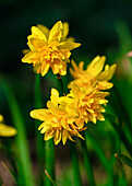 Gelbe gefüllte Narzisse 'Tête Deluxe' (Narcissus) im Garten