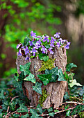 Duftveilchen (Viola odorata) in Vase verpackt mit Kiefernrinde