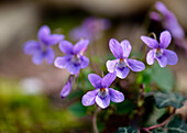 Duftveilchen (Viola odorata) im Frühlingsgarten