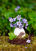 Gänseei als Vase mit Sträußchen aus Leberblümchen (Hepatica nobilis)