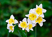 Split Corona Narzisse (Narcissus) 'Cassata' im Blumenbeet