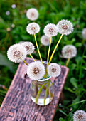 Strauß aus weißen Pusteblumen in einer Glasvase, im Sommergarten