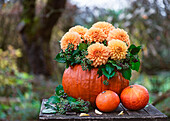 Herbstliches Arrangement mit Kürbisvase, Dahlien (Dahlia) auf Holztisch