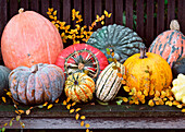 Erntedank mit verschiedenen Kürbissen und Zierkürbissen auf Holzbank im herbstlichen Garten