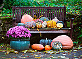 Erntedank mit verschiedenen Kürbissen und Zierkürbissen auf Holzbank im herbstlichen Garten