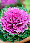 Zierkohl (Brassica oleracea) mit lila Blattrosette im Terrakotta-Topf