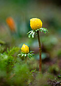 Winterlinge (Eranthis) mit Wassertropfen im Blumenbeet