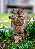 Getigerte Katze zwischen Märzenbecher (Leucojum vernum) im Garten