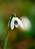 Schneeglöckchen (Galanthus) im Garten