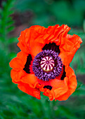 Blühender Türkischer Mohn (Papaver orientale)