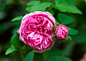 Alte historische englische Moosrose 'Mousseline'(Rosa) im Blumenbeet in herbstlichem Garten