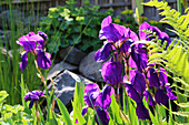 Garteniris (Iris) in voller Blüte im Frühsommergarten