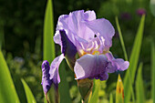 Blühende Schwertlilie (Iris) im Frühsommergarten