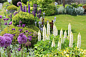 Staudenbeet mit Zierlauch (Allium), Lupinen (Lupinus) und Buchsbaumkugeln im Garten