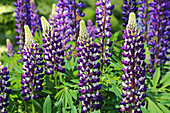 Lupinen (Lupinus) in voller Blüte, lila Stauden im Garten