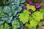 Staudenbeet mit Hosta, Purpurglöckchen (Heuchera) und Frauenmantel (Alchemilla) im Garten