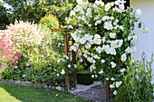 Rosenbogen mit weißen Rosen (Rosa) 'Schneewittchen' im Sommergarten