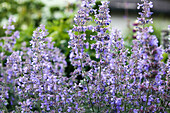 Katzenminze (Nepeta) im sommerlichen Garten