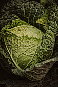 Close-up of a savoy cabbage head