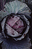 Head of red cabbage - close up