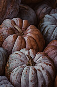 Still life with autumn pumpkins
