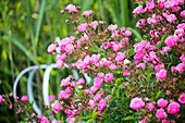 Blühende Beetrosen (Rosa) in bayerischem Sommergarten