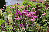 Blühender Sommergarten mit Sonnenhut und Phlox