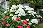 Üppig blühende weiße Hortensie 'Annabelle' und rosa Bauernhortensien (Hydrangea) im Garten