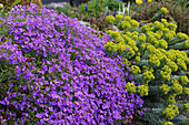 Blaukissen (Aubrieta) und Walzen-Wolfsmilch (Euphorbia myrsinites) im Frühling