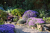 Blaukissen (Aubrieta) und Purpurglöckchen (Heuchera) entlang des Kieswegs