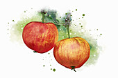 Zwei reife Äpfel am Zweig im Aquarell-Stil